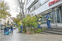Ein Trupp vom Ortsverband Neuhausen bringt das Kabel mit Drahtgabeln in der Innenstadt an. Die Teams nutzen oftmals Bäume, um die Kabel auf eine Höhe zu bringen, in der Fußgänger und Autos nicht mit den Leitungen in Berührung kommen.  Fotos: Tobias Sellmaier