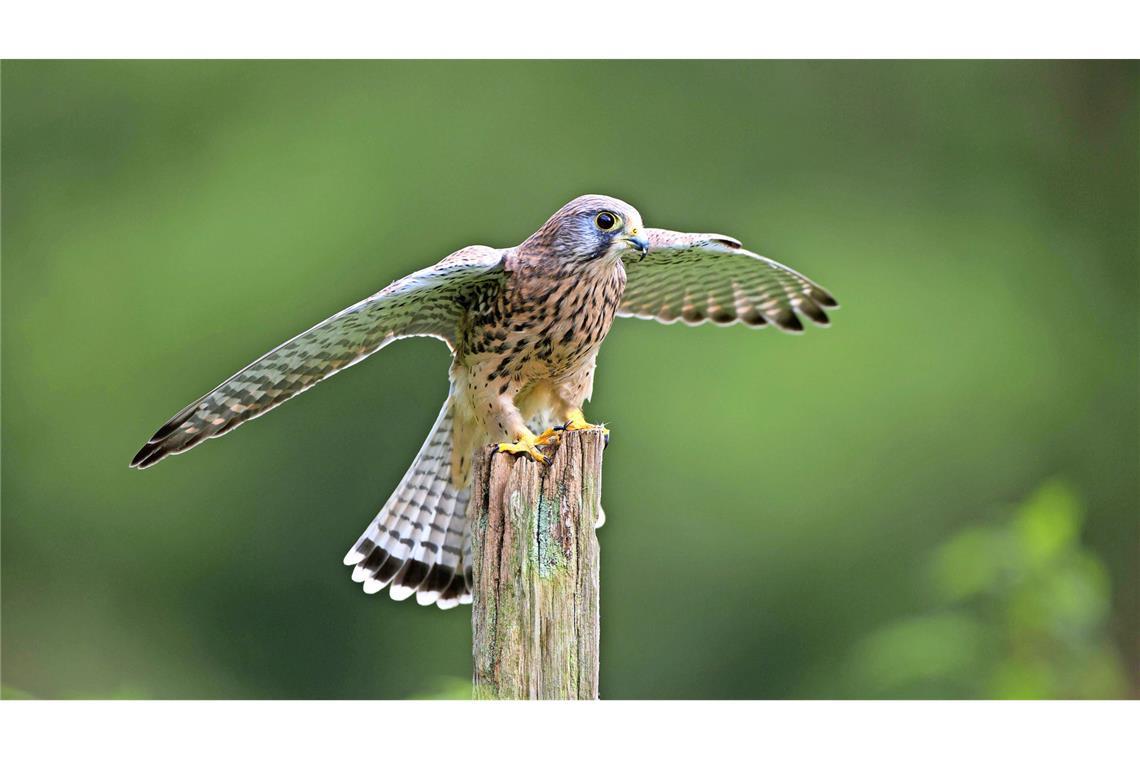 Ein Turmfalke sitzt auf einem Holzpfosten. (Symbolfoto)