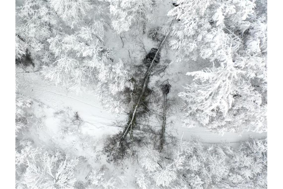 Ein umgestürzter Baum blockiert den Zufahrtsweg zur Veitsburg. Foto: Felix Kästle/dpa/Aktuell