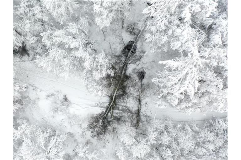 Ein umgestürzter Baum blockiert den Zufahrtsweg zur Veitsburg. Foto: Felix Kästle/dpa/Aktuell