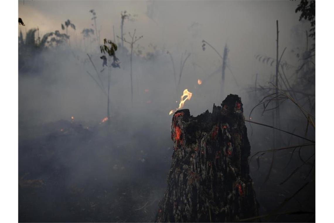 Ein verkohlter Baumstumpf unweit der Stadt Porto Velho in Brasilien. Foto: Eraldo Peres/AP