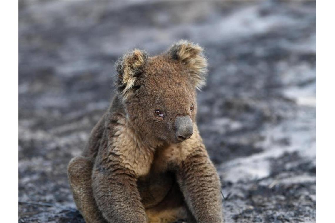 Ein verletzter Koala sitzt nach den Buschfeuern auf Kangaroo Island auf verbrannter Erde. Mehr als 60.000 Koalas sind durch die verheerenden Buschbrände im Sommer 2019/20 in Australien getötet, verletzt, vertrieben oder traumatisiert worden. Foto: David Mariuz/AAP/dpa