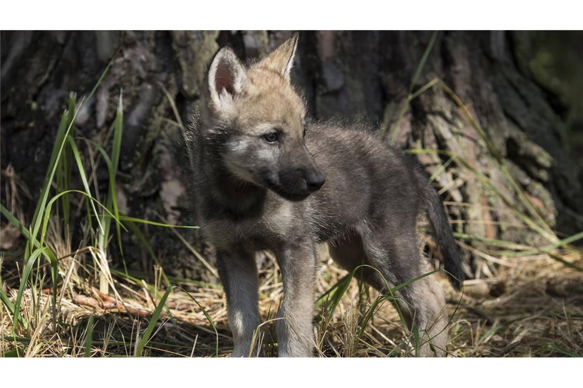Ein Video im Netz sorgt für Wirbel (Symbolbild).