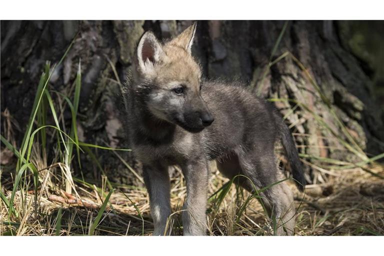 Ein Video im Netz sorgt für Wirbel (Symbolbild).