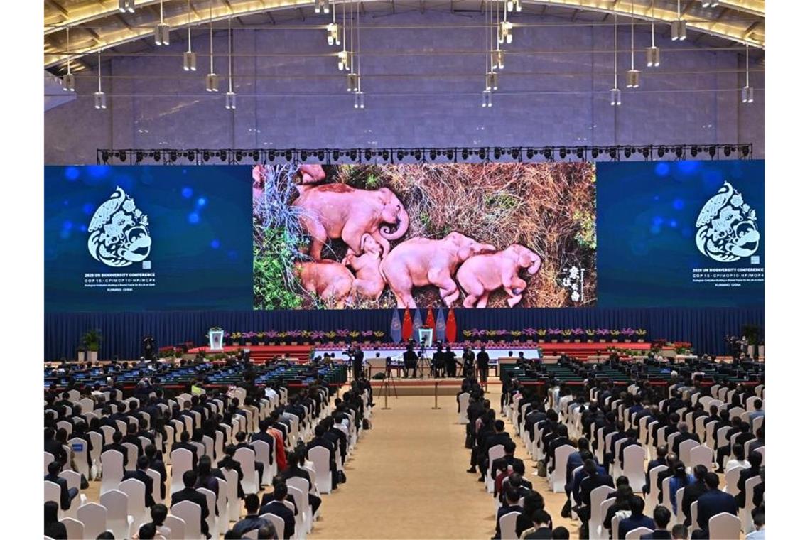 Deutschland will resoluten Kampf gegen Artensterben Ein Videoclip mit Elefanten wird während der Eröffnungszeremonie der UN-Weltnaturschutzkonferenz (COP 15) in der südwestchinesischen Provinz Yunnan gezeigt. Foto: Li Xin/XinHua/dpa