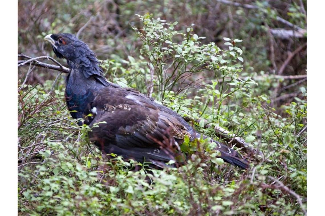 Wildtiere im „Corona-Stress“: Mehr Besucher schaden Fauna