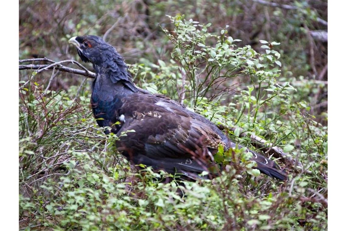 Auerhahn erschlagen: Aufruf nach Videobeweisen erfolglos