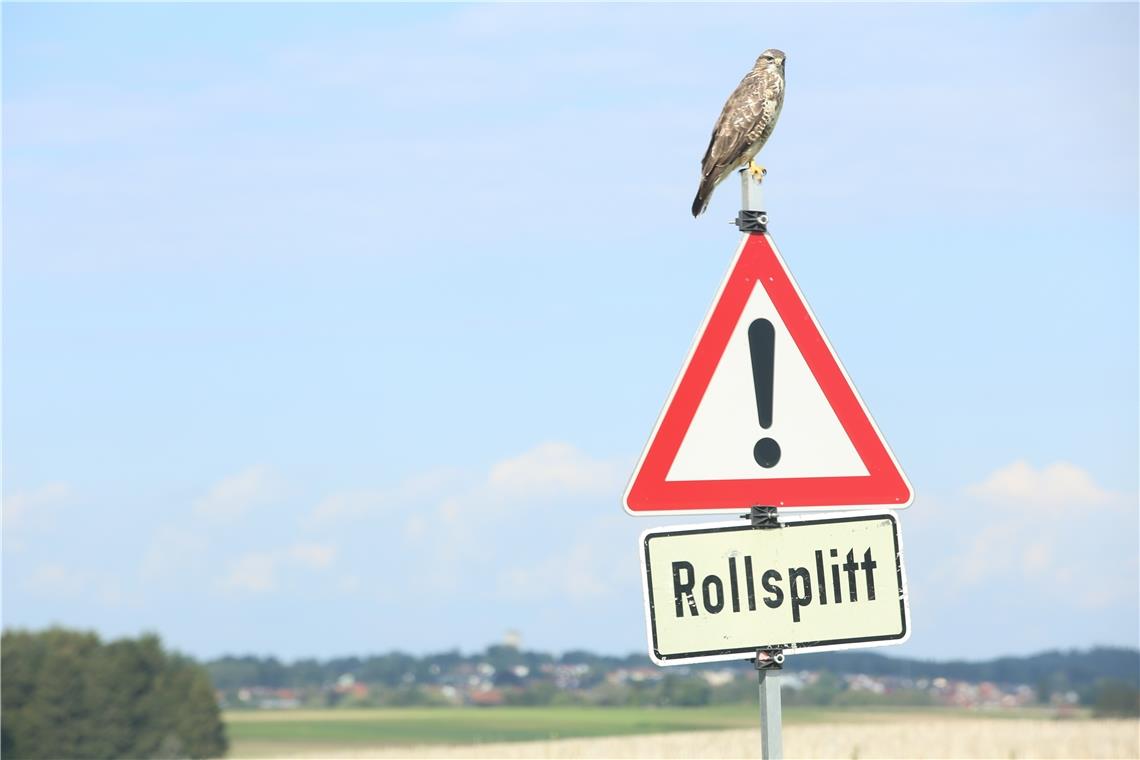 Ein Vogel hat die Windkraftpläne beim Aichstruter Wasserturm ausgebremst. Foto: M. Metzger