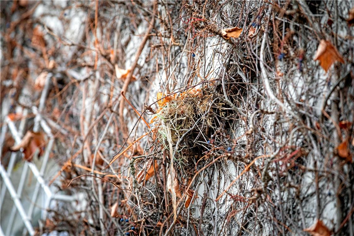 Ein Vogelnest im Bewuchs der Hauswand bei Martin Punkhardt im Garten