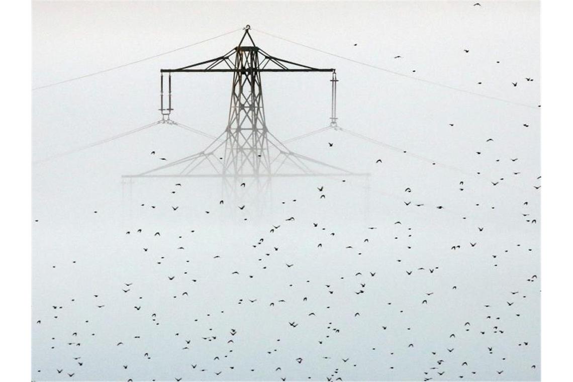 Strompreise könnten steigen Ein Vogelschwarm fliegt an einem aus dem Morgennebel ragenden Strommast vorbei. Foto: Thomas Warnack/dpa