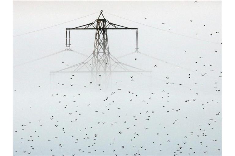 Ein Vogelschwarm fliegt an einem aus dem Morgennebel ragenden Strommast vorbei. Foto: Thomas Warnack/dpa
