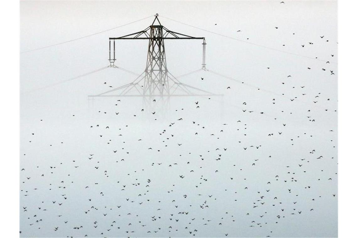 Ein Vogelschwarm fliegt an einem aus dem Morgennebel ragenden Strommast vorbei. Foto: Thomas Warnack/dpa