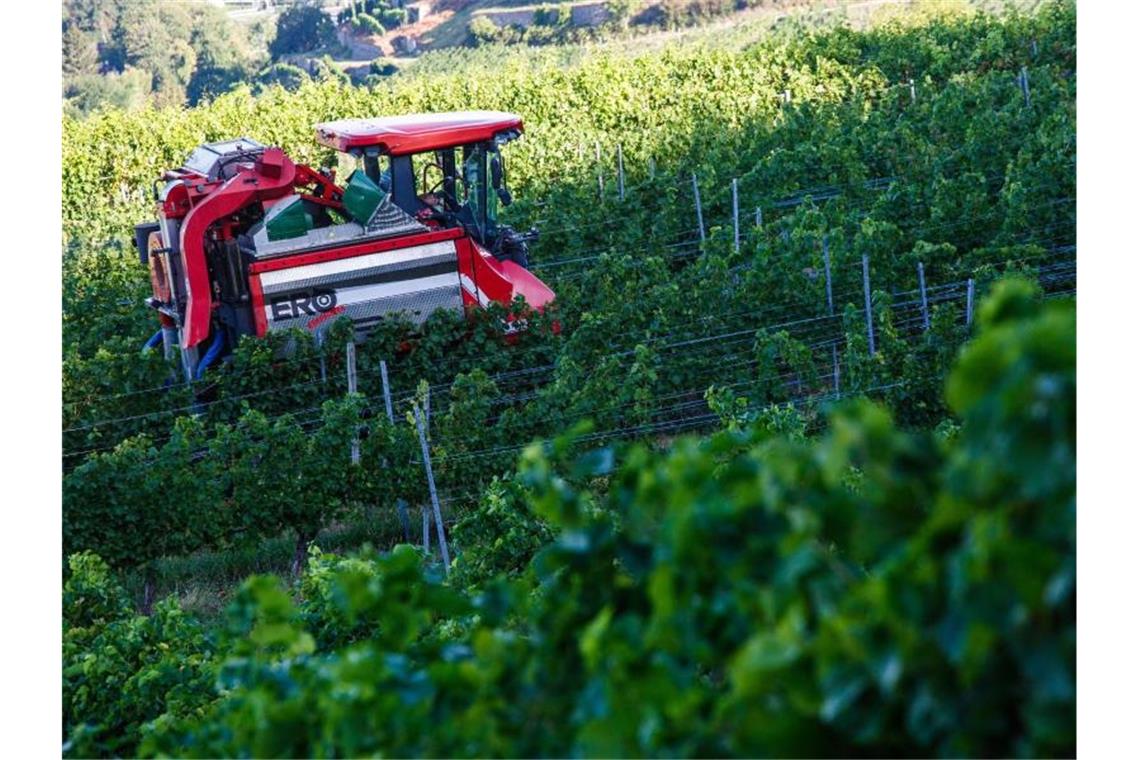 Ein Vollernter fährt in einem Weinberg durch die Reben und erntet Trauben. Foto: Philipp von Ditfurth/dpa