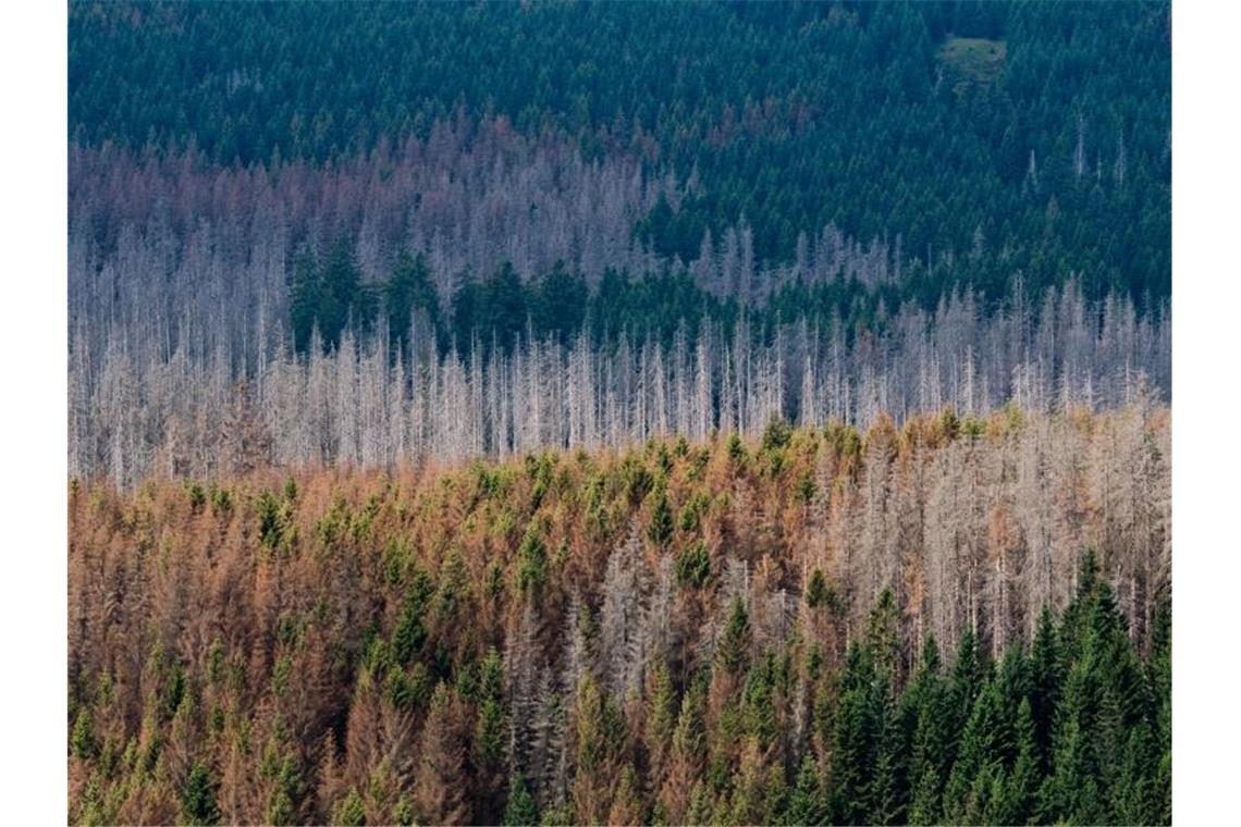 Ein vom Borkenkäfer zerstörter Fichtenwald. Foto: Julian Stratenschulte/Archivbild