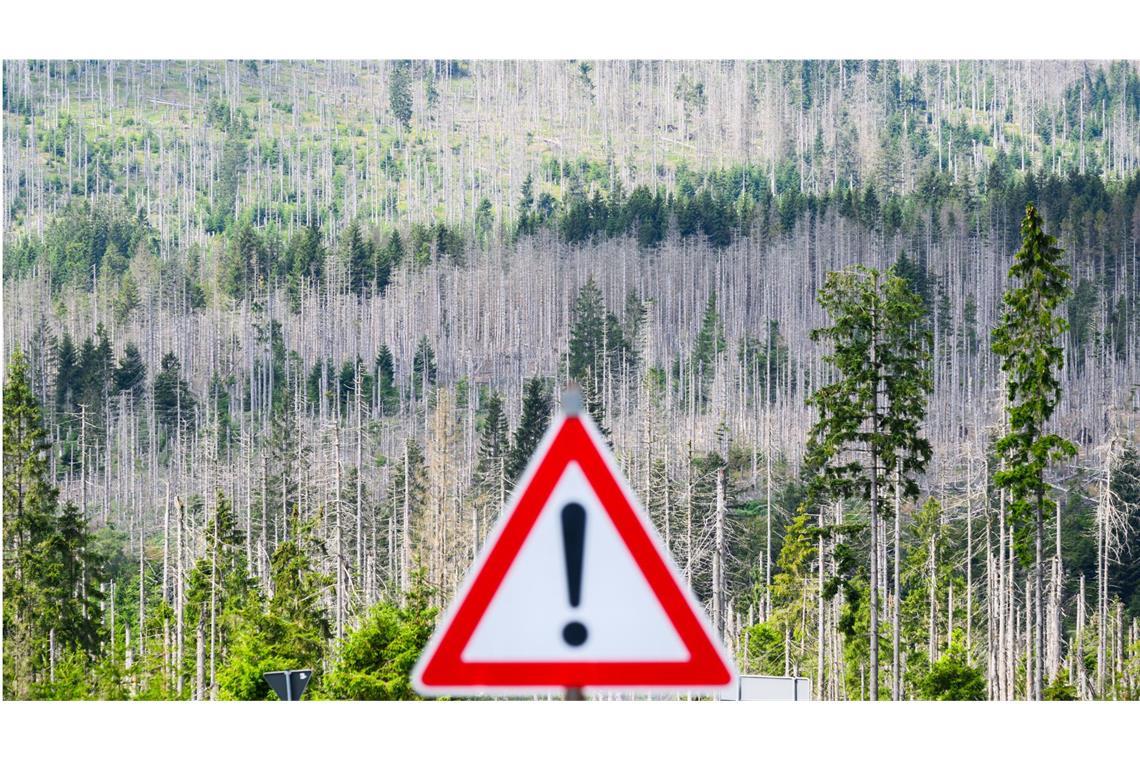 Ein vom Borkenkäfer zerstörter Fichtenwald steht im Nationalpark Harz - fotografiert mit einem Verkehrschild.
