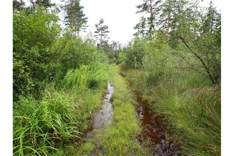 Ein vom Regen überschwemmter Waldweg im Degermoos. Das Moor im Allgäu an der Grenze von Baden-Württemberg und Bayern wurde über Jahrzehnte immer weiter ausgetrocknet. Foto: Karl-Josef Hildenbrand/dpa