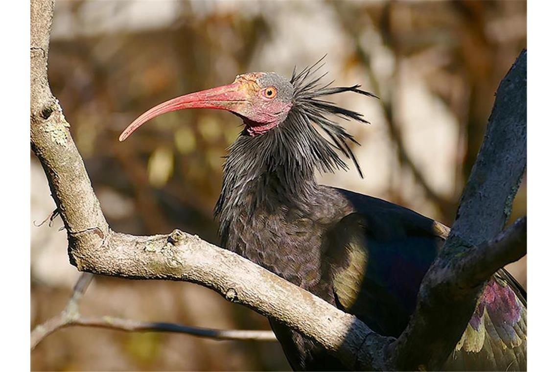 Waldrappe vom Bodensee bald wieder in der Luft Ein Waldrapp aus dem Zoo in Heidelberg sitzt auf einem Ast. Foto: Petra Medan/Zoo Heidelberg/dpa/Archivbild
