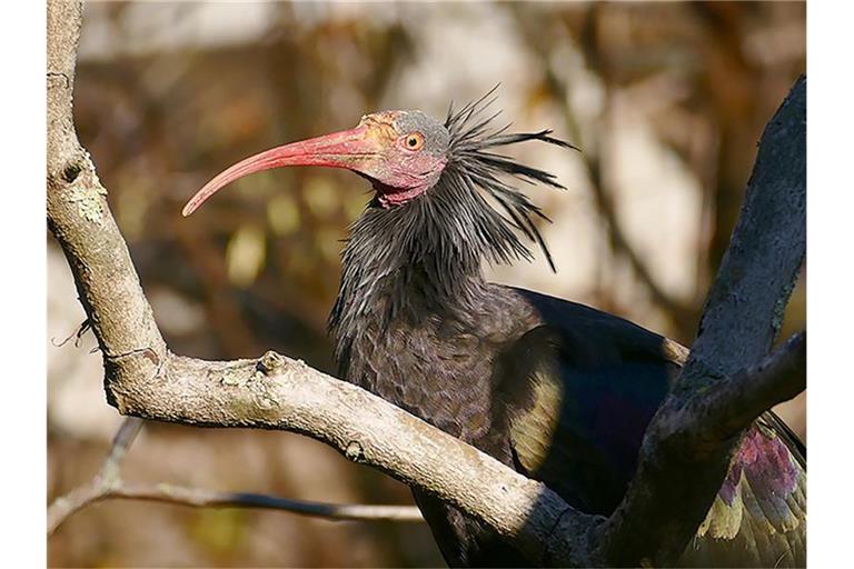 Ein Waldrapp aus dem Zoo in Heidelberg sitzt auf einem Ast. Foto: Petra Medan/Zoo Heidelberg/dpa/Archivbild