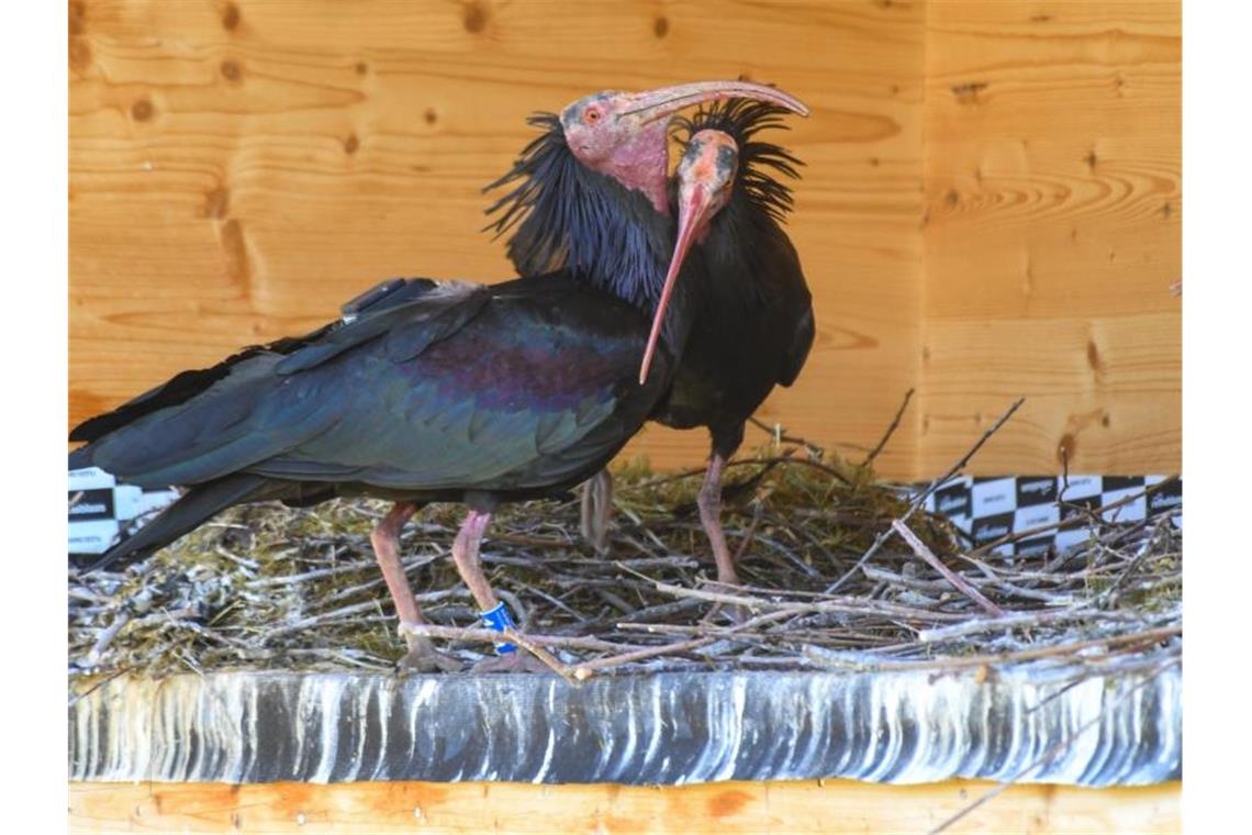 Ein Waldrapp-Paar steht in der Brutwand bei Überlingen an ihrem Nest, um beim Ausbrüten zu wechseln. Foto: Felix Kästle/dpa