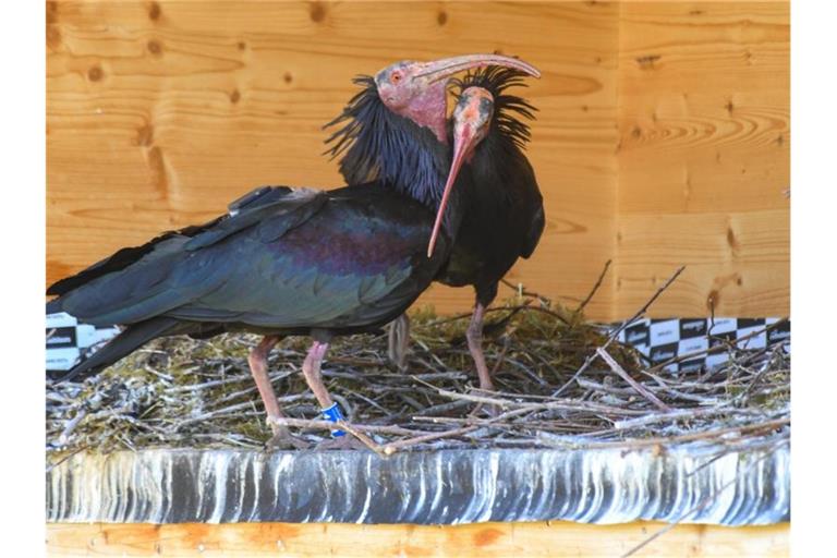 Ein Waldrapp-Paar steht in der Brutwand bei Überlingen an ihrem Nest, um beim Ausbrüten zu wechseln. Foto: Felix Kästle/dpa