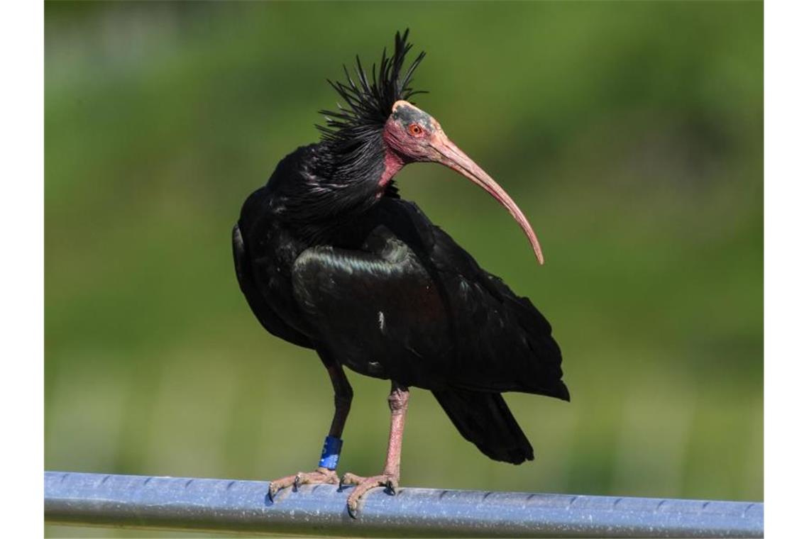 Ein Waldrapp steht auf einer Stange vor der Brutwand, wo drei Weibchen gerade ihre Eier auszubrüten. Foto: Felix Kästle/dpa