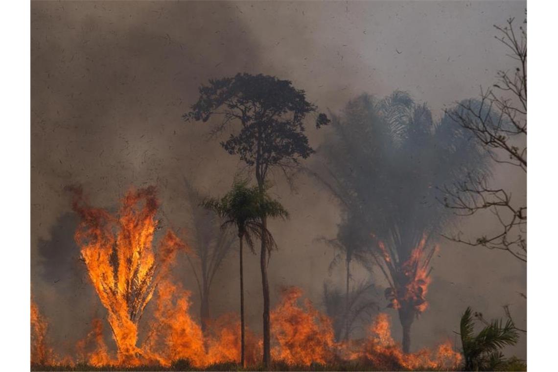 Ein Waldstück im Amazonas-Gebiet steht in Flammen. Foto: Fernando Souza/dpa