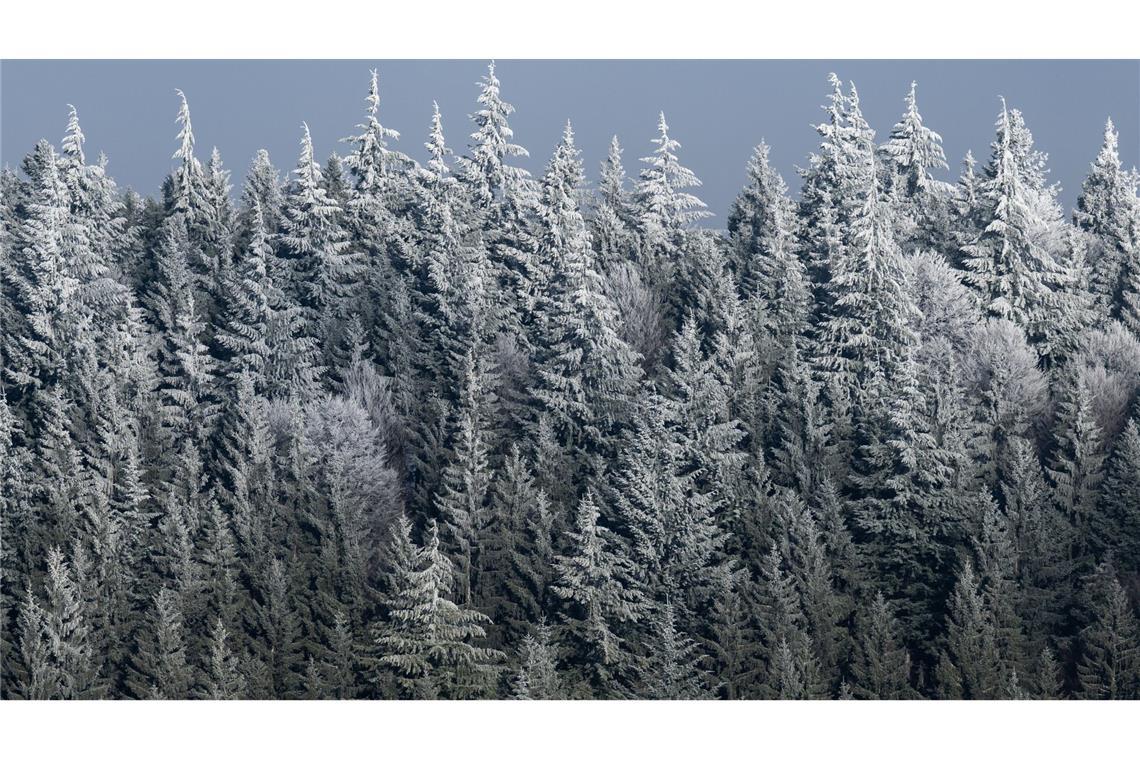 Ein Waldstück im Schwarzwald ist von einer dünnen Schneeschicht und Reif bedeckt.