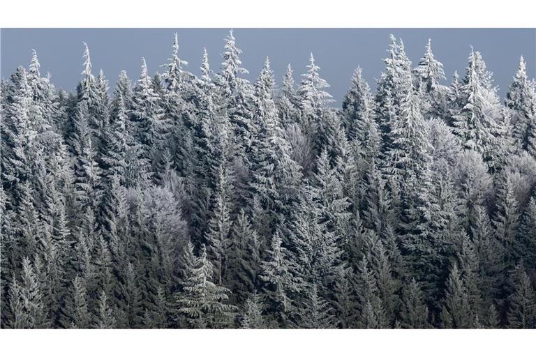 Ein Waldstück im Schwarzwald ist von einer dünnen Schneeschicht und Reif bedeckt.