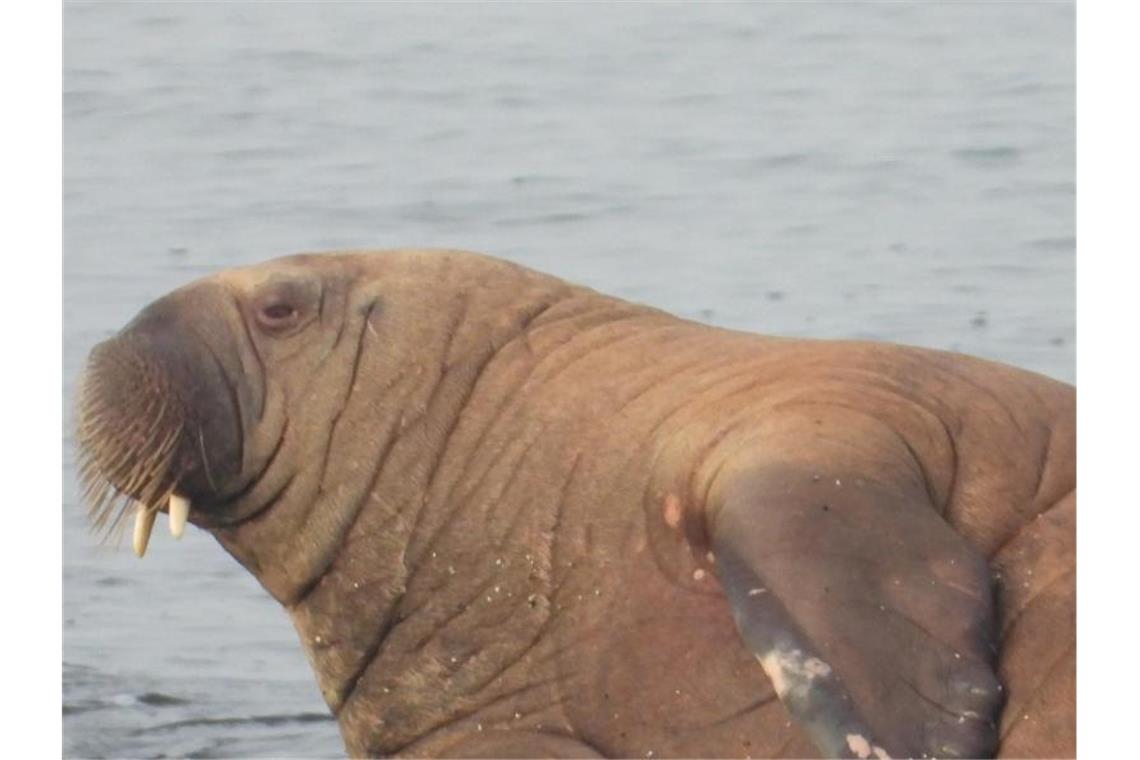 Ein Walross liegt auf der Nordsee-Insel Baltrum. Das überraschend aufgetauchte Tier hat die Insel offenbar schnell wieder verlassen. Foto: Karen Kammer/Nationalpark-Haus Baltrum/dpa
