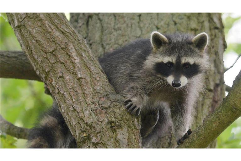 Ein Waschbär hat die Tierrettung Rhein-Neckar auf Trab gehalten (Archivfoto).