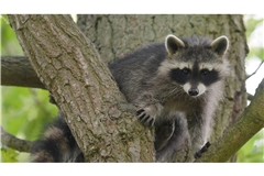 Ein Waschbär hat die Tierrettung Rhein-Neckar auf Trab gehalten (Archivfoto).