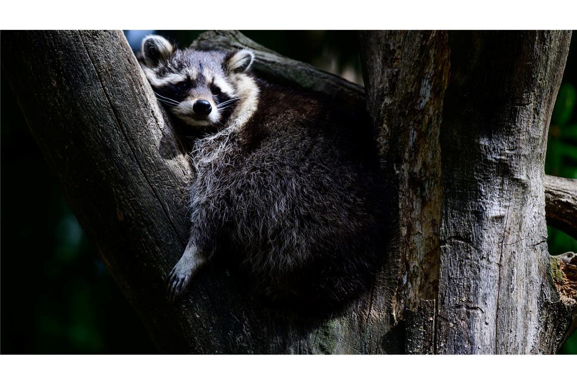 Bilder des Tages Ein Waschbär hat es sich im Baum gemütlich gemacht.