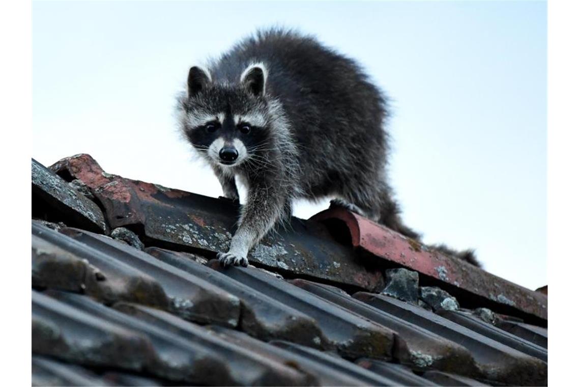 Ein Waschbär klettert über ein Dach in Berlin. Foto: Britta Pedersen/dpa-Zentralbild/dpa