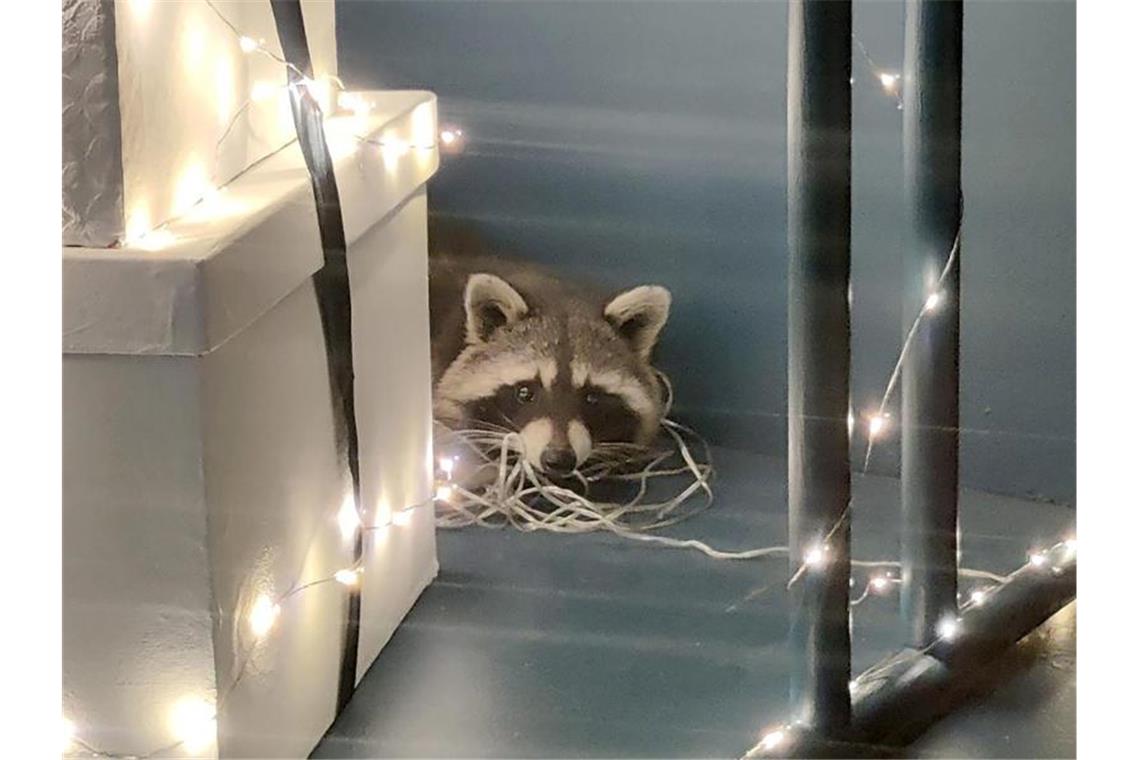 Ein Waschbär liegt in einem Modeladen in einer Ecke. Foto: Polizei/Polizeipräsidium Mannheim/dpa/Archivbild