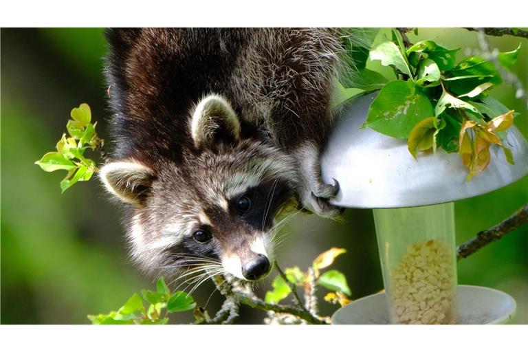 Ein Waschbär treibt derzeit in einem Garten in Stuttgart-Feuerbach am Lemberg sein Unwesen.