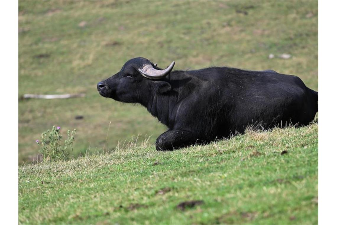 Ein Wasserbüffel liegt auf einer Weide. Foto: Uwe Zucchi/dpa/Symbolbild