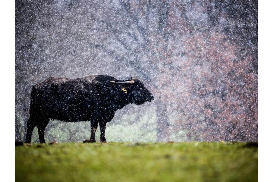 Ein Wasserbüffel steht am 18. April bei Schneetreiben auf einer Weide auf der Schwäbischen Alb. Foto: Thomas Warnack/dpa/Archivbild