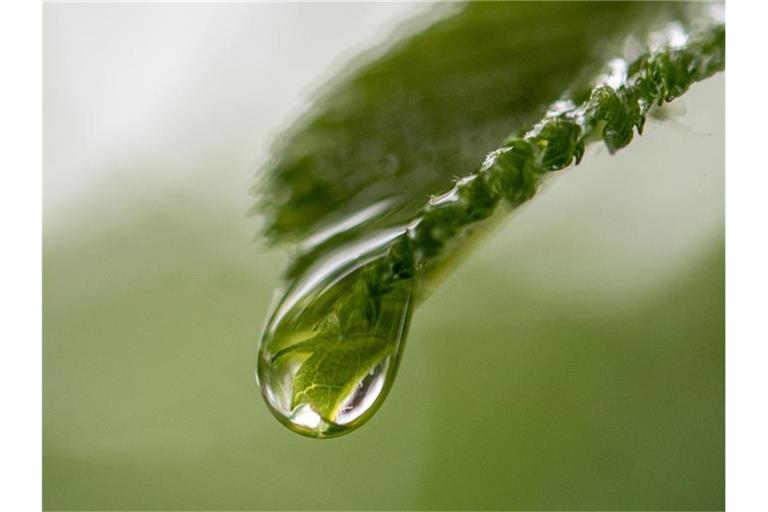 Ein Wassertropfen hängt an einem Halm. Foto: Fabian Sommer/dpa/Archivbild