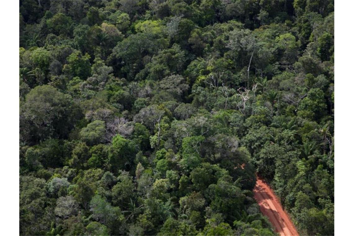 Brasilien: Abholzung im Amazonas steigt weiter stark an Ein Weg geht durch den Amazonas-Regenwald. (Archivbild). Foto: Fernando Souza/dpa