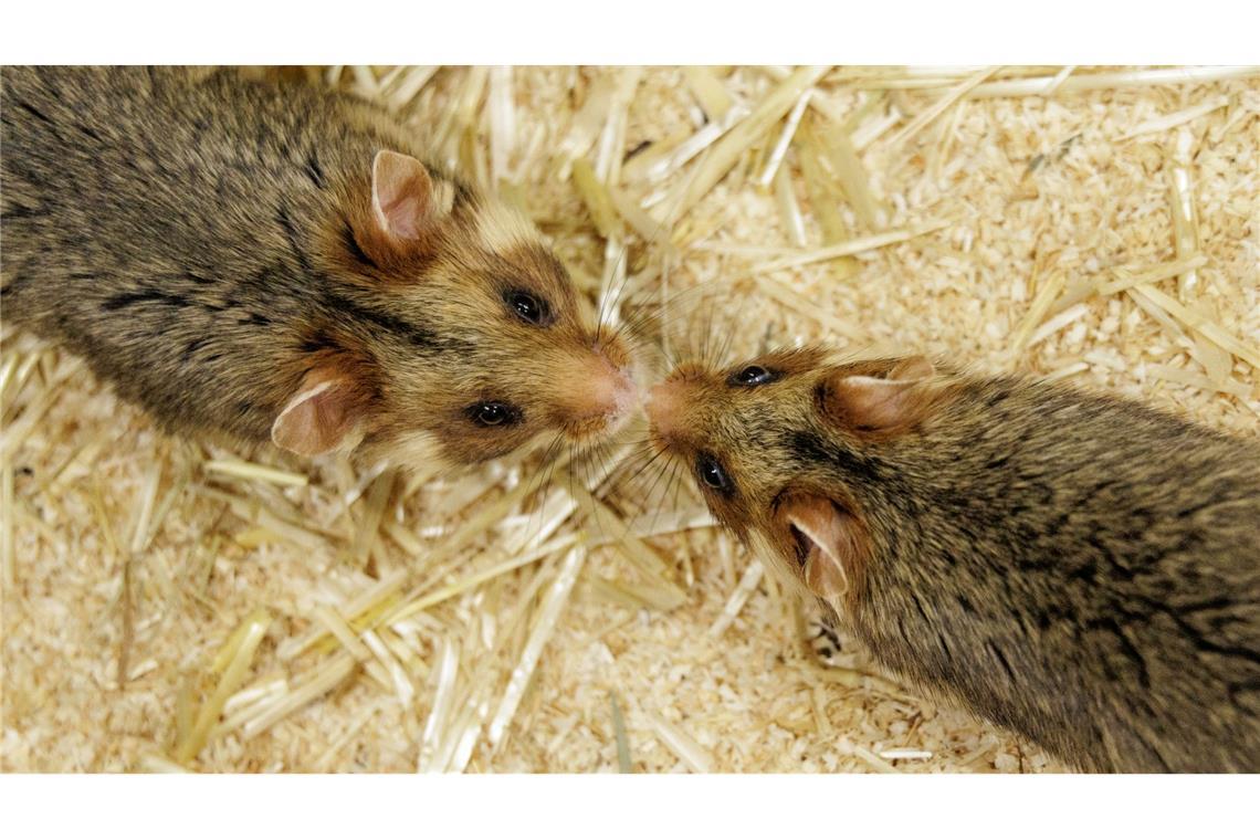Ein Weibchen und ein Männchen kommen sich im NRW-Artenschutzzentrum näher, in dem Feldhamstern nachgezüchtet werden.