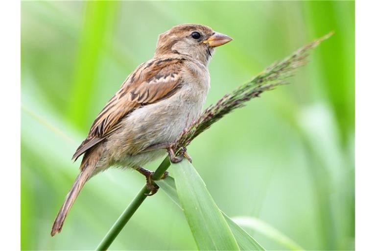 Ein weiblicher Haussperling (Passer domesticus), volkstümlich als Spatz bekannt. Foto: Nicolas Armer/Archivbild