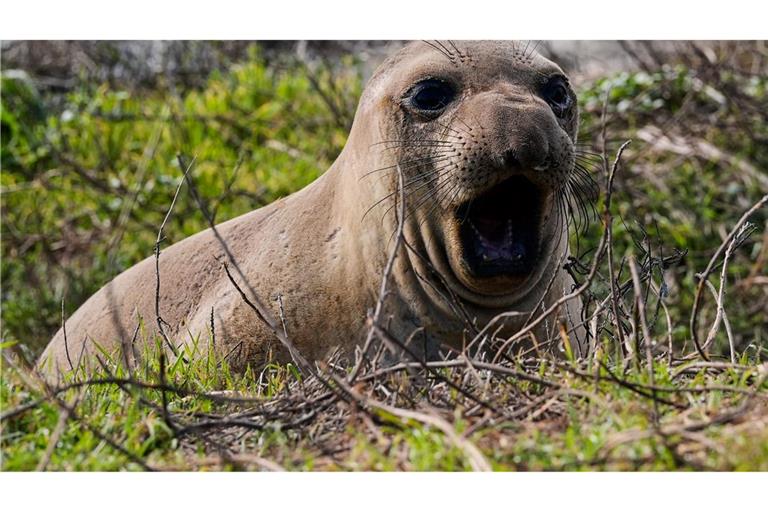 Ein weiblicher See-Elefant gähnt am Strand des Año Nuevo State Parks.