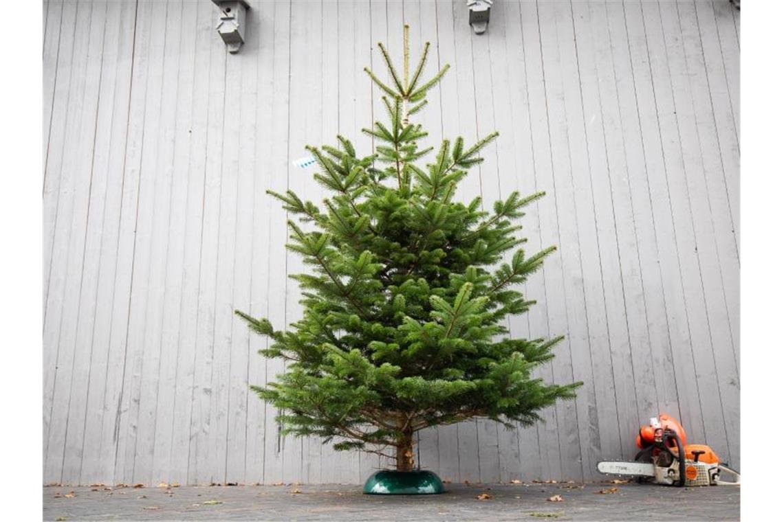 Ein Weihnachtsbaum steht in einem Ständer neben einer Kettensäge. Foto: Christian Charisius/dpa/Archivbild