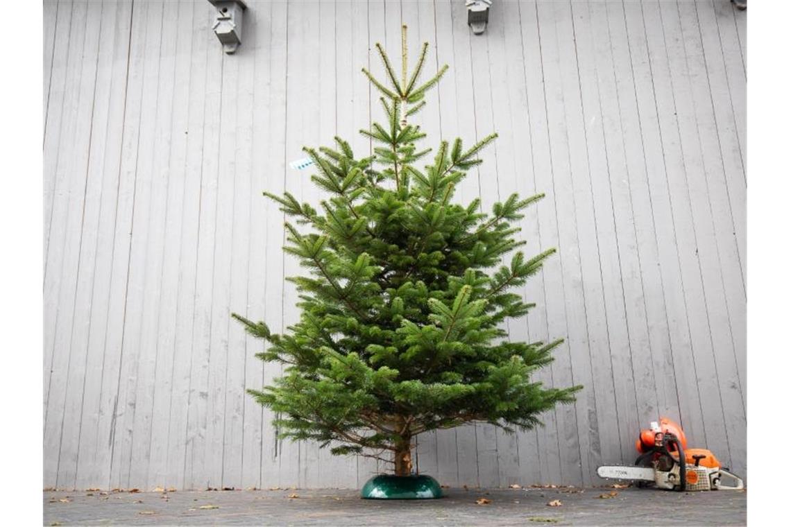 Ein Weihnachtsbaum steht in einem Ständer neben einer Kettensäge. Foto: Christian Charisius/dpa/Archivbild