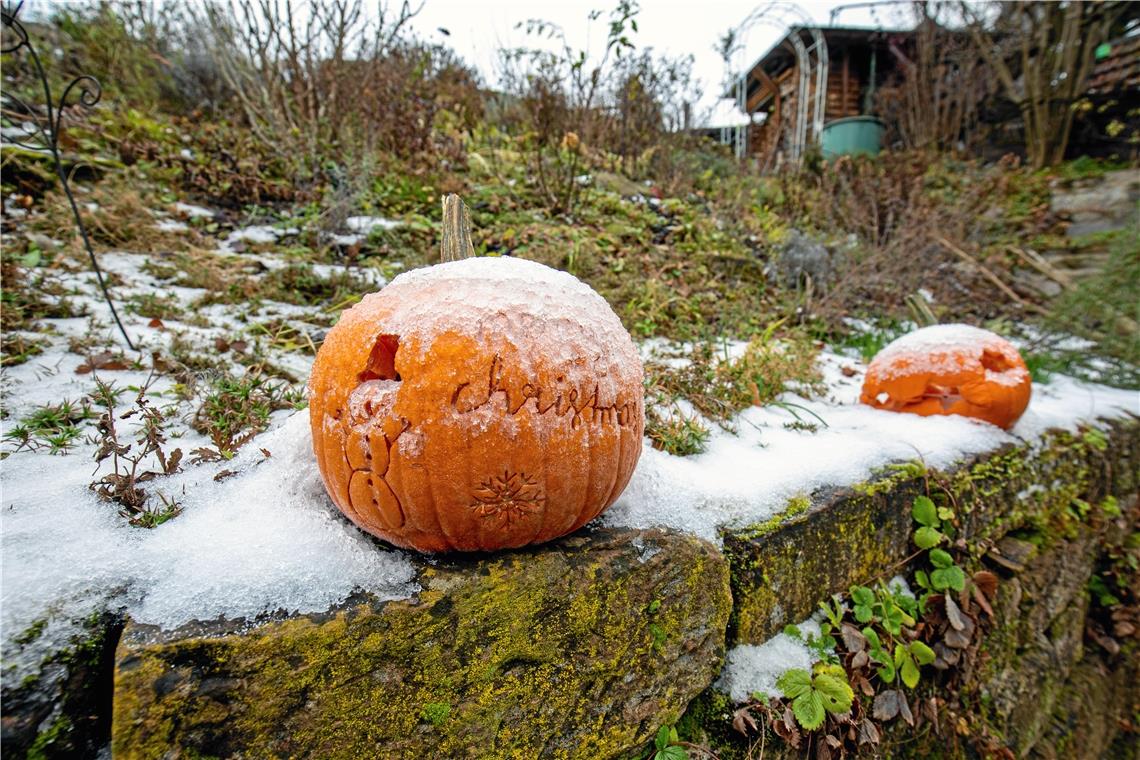 Ein Weihnachtskürbis ziert Elisabeth Vogelmanns Garten.