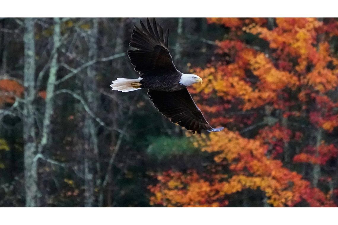 Bilder des Tages Ein Weißkopfseeadler fliegt in New Hampshire an einem Baum vorbei, dessen Laub sich im Herbst verfärbt hat.