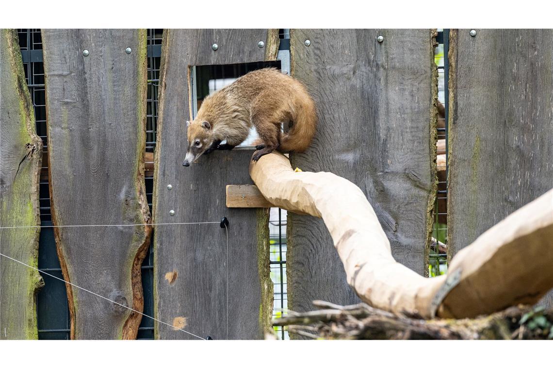 Bilder des Tages Ein Weißrüsselnasenbär ist ein neuer Gast im Zoo Münster.