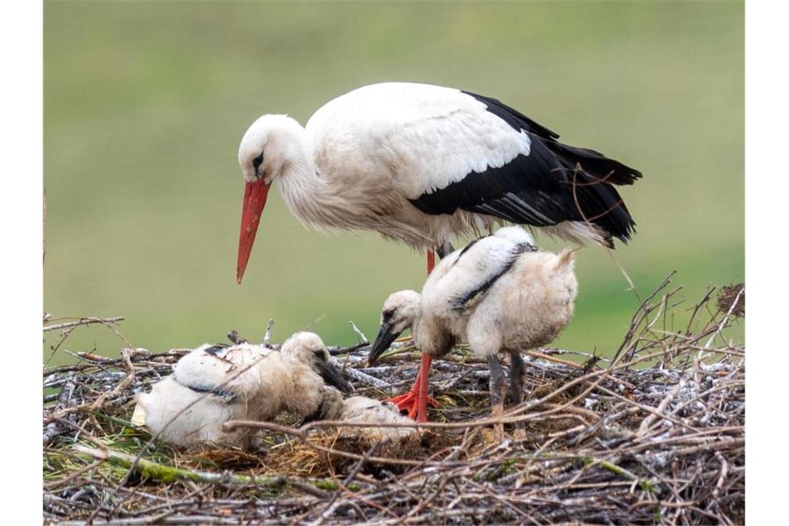 Ein Weißstorch steht in seinem Nest neben seine Küken. Foto: Klaus-Dietmar Gabbert/Archivbild