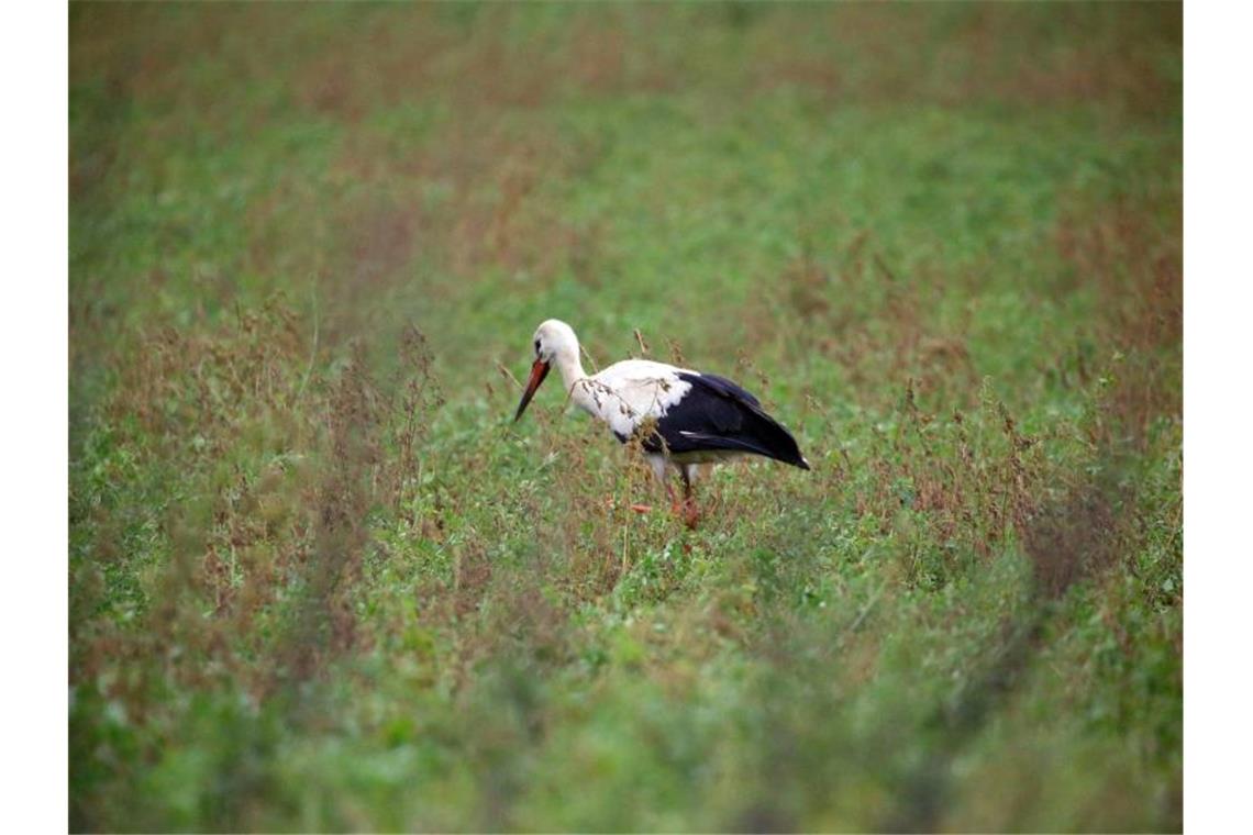 Ein Weißstorch sucht auf einer Wiese nach Nahrung. Foto: Wolfgang Kumm/dpa/Archivbild