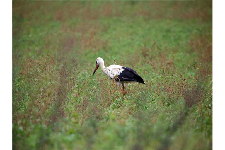 Ein Weißstorch sucht auf einer Wiese nach Nahrung. Foto: Wolfgang Kumm/dpa/Archivbild